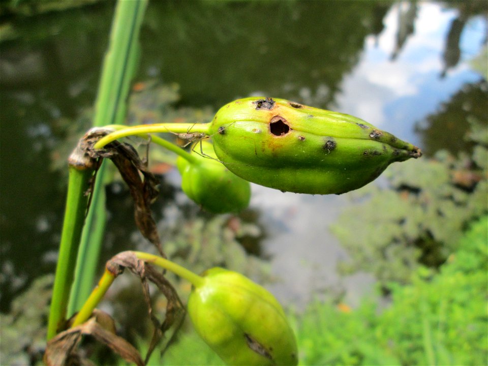 Sumpf-Schwertlilie (Iris pseudacorus) im Schwetzinger Schlossgarten