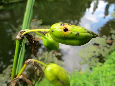 Sumpf-Schwertlilie (Iris pseudacorus) im Schwetzinger Schlossgarten