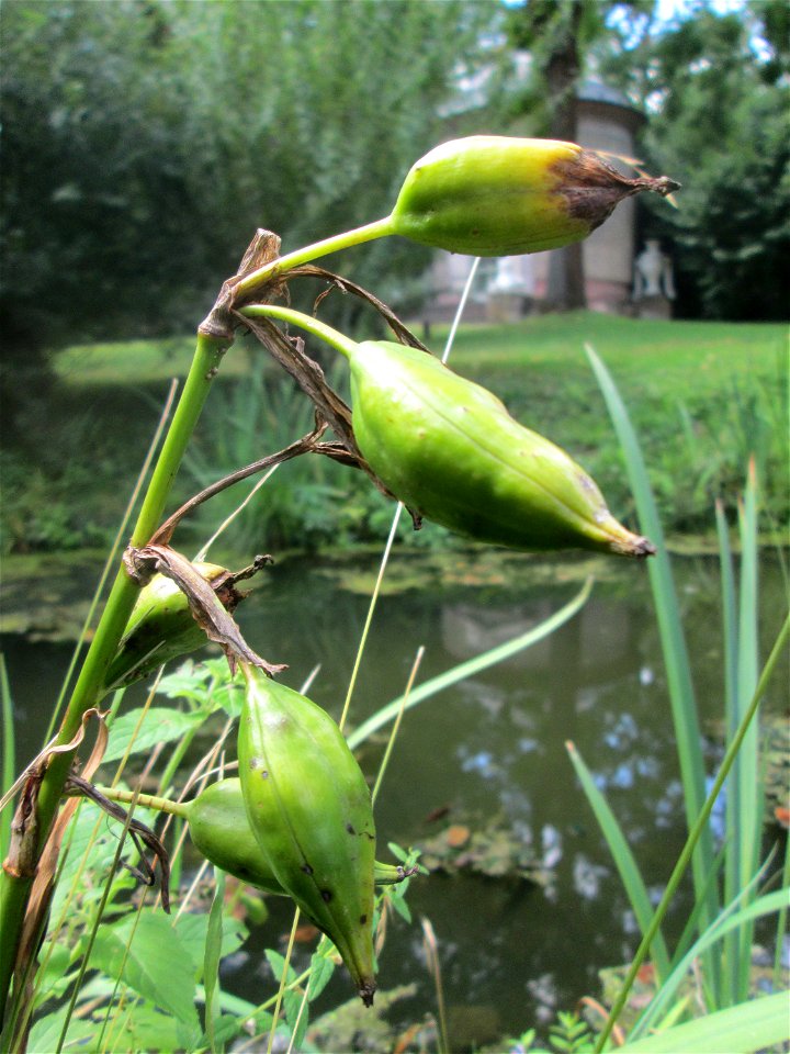 Sumpf-Schwertlilie (Iris pseudacorus) im Schwetzinger Schlossgarten