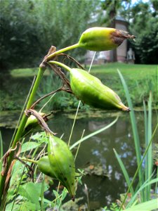 Sumpf-Schwertlilie (Iris pseudacorus) im Schwetzinger Schlossgarten