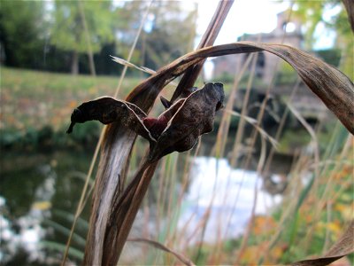 Frucht der Sumpf-Schwertlilie (Iris pseudacorus) im Schwetzinger Schlossgarten