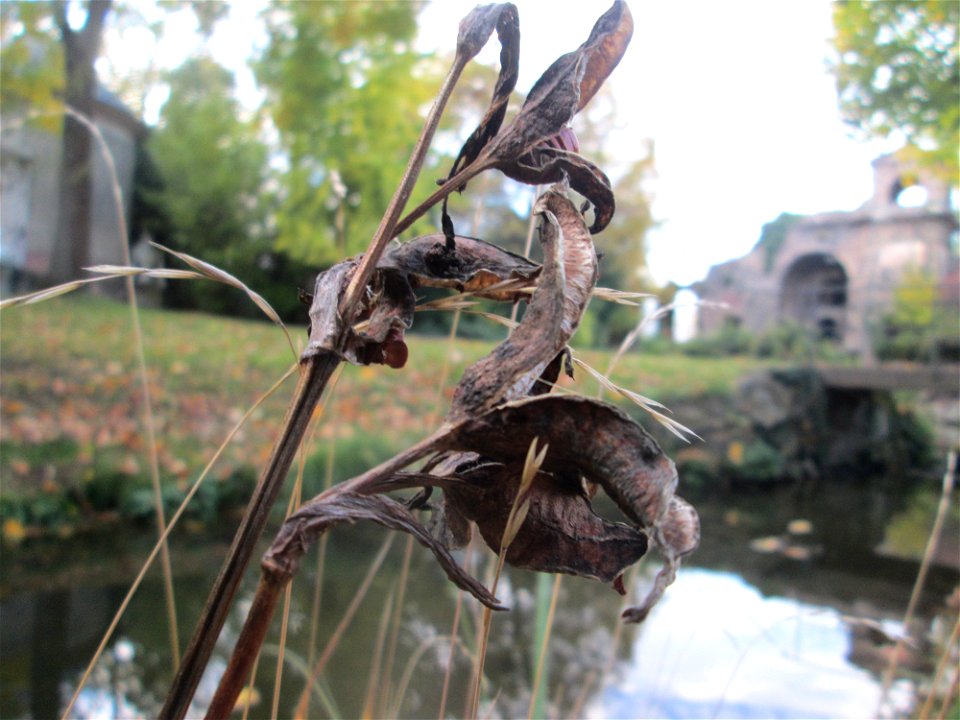 Frucht der Sumpf-Schwertlilie (Iris pseudacorus) im Schwetzinger Schlossgarten