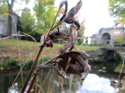 Frucht der Sumpf-Schwertlilie (Iris pseudacorus) im Schwetzinger Schlossgarten