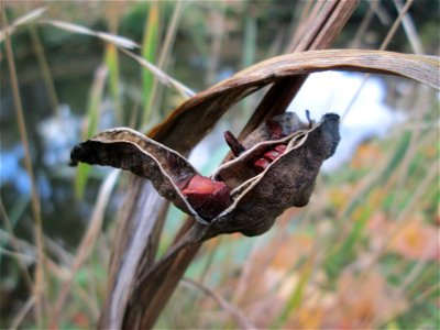 Frucht der Sumpf-Schwertlilie (Iris pseudacorus) im Schwetzinger Schlossgarten