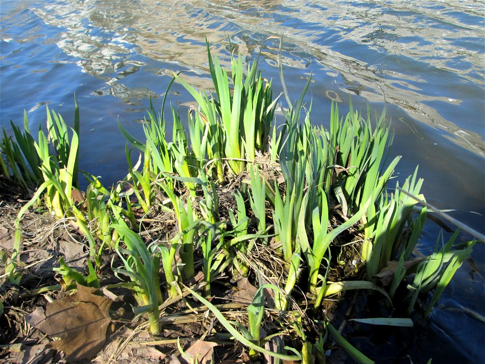 Sumpf-Schwertlilie (Iris pseudacorus) an der Saar in Saarbrücken