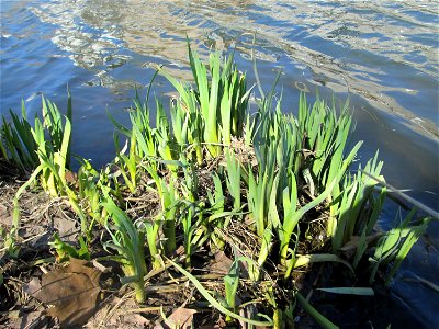 Sumpf-Schwertlilie (Iris pseudacorus) an der Saar in Saarbrücken