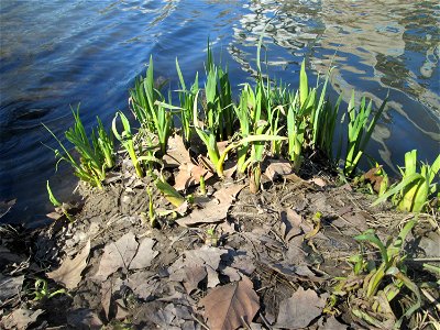 Sumpf-Schwertlilie (Iris pseudacorus) an der Saar in Saarbrücken