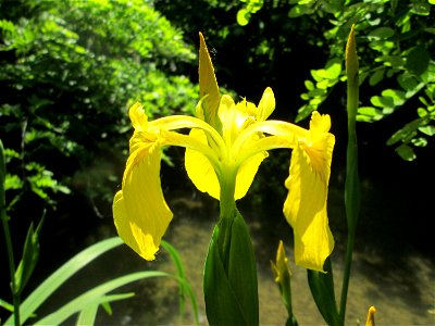Sumpf-Schwertlilie (Iris pseudacorus) am Kraichbach in Hockenheim