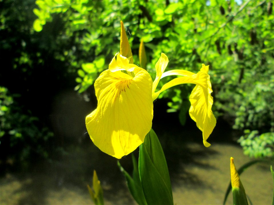 Sumpf-Schwertlilie (Iris pseudacorus) am Kraichbach in Hockenheim