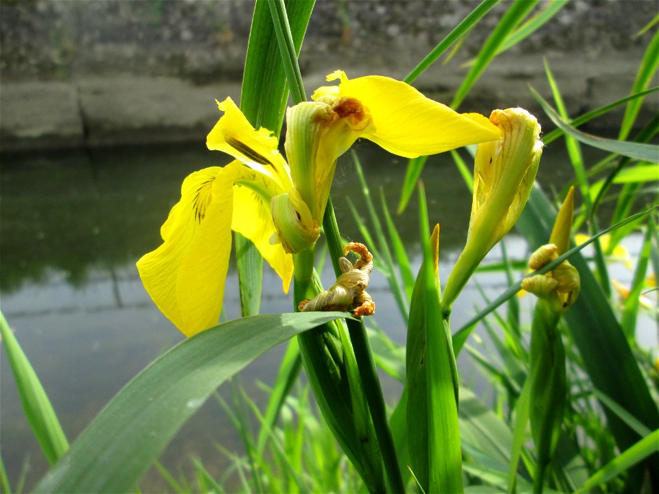 Sumpf-Schwertlilie (Iris pseudacorus) am Kraichbach im Landschaftsschutzgebiet „Hockenheimer Rheinbogen“