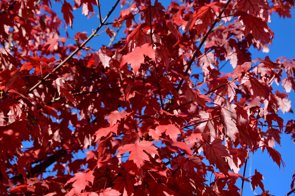 Blue sky sun color