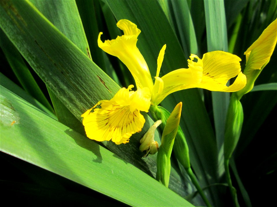 Sumpf-Schwertlilie (Iris pseudacorus) am Kraichbach im Landschaftsschutzgebiet „Hockenheimer Rheinbogen“