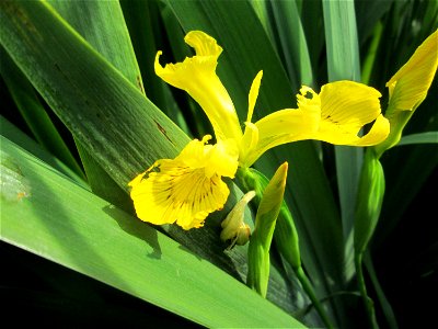 Sumpf-Schwertlilie (Iris pseudacorus) am Kraichbach im Landschaftsschutzgebiet „Hockenheimer Rheinbogen“