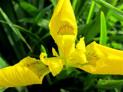 Sumpf-Schwertlilie (Iris pseudacorus) am Kraichbach im Landschaftsschutzgebiet „Hockenheimer Rheinbogen“