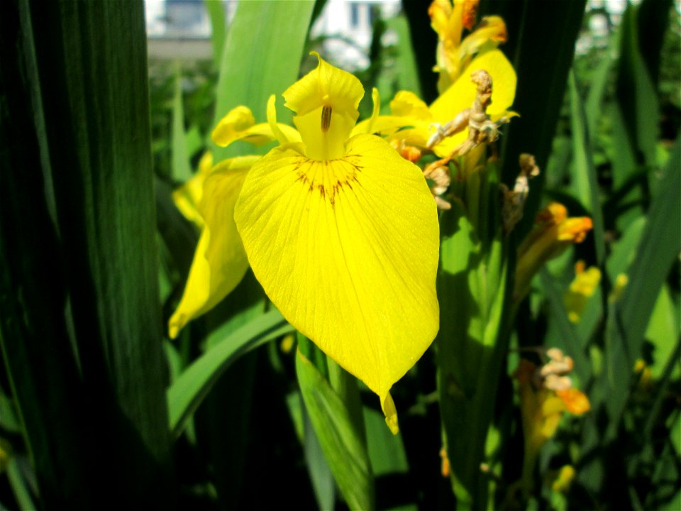 Sumpf-Schwertlilie (Iris pseudacorus) an der Saar in Saarbrücken