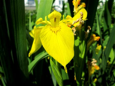 Sumpf-Schwertlilie (Iris pseudacorus) an der Saar in Saarbrücken