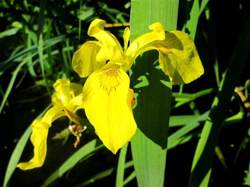 Sumpf-Schwertlilie (Iris pseudacorus) an der Saar in Saarbrücken