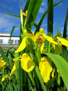 Sumpf-Schwertlilie (Iris pseudacorus) an der Saar in Saarbrücken