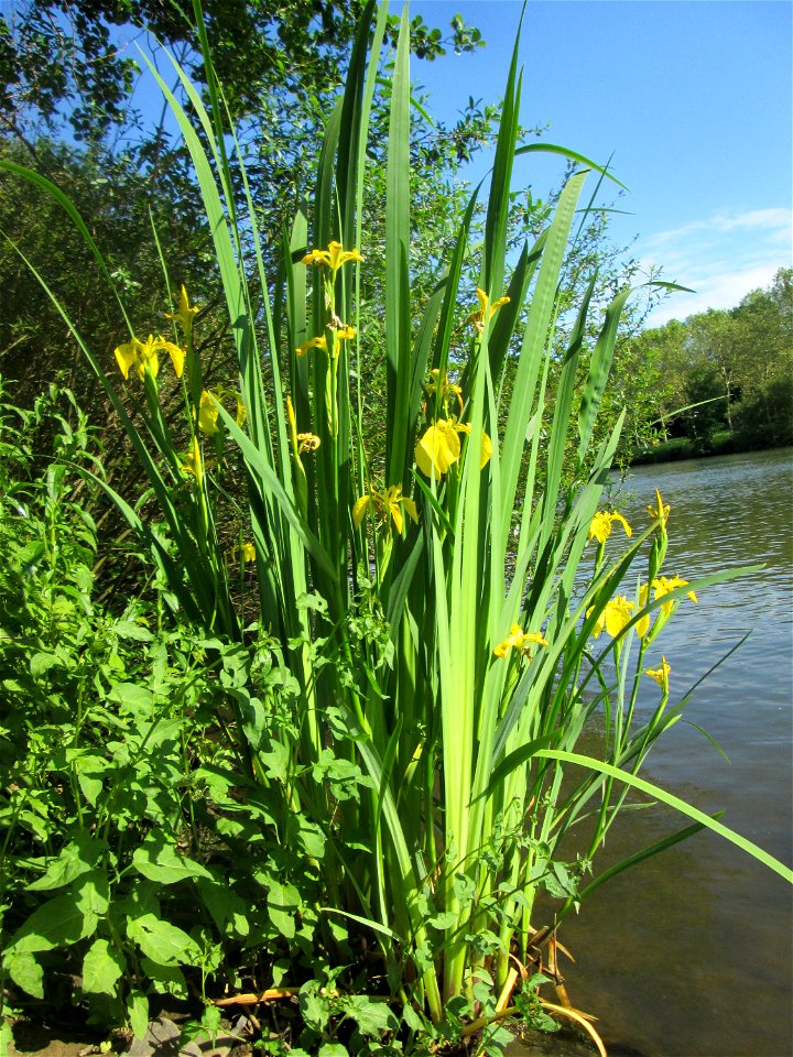 Sumpf-Schwertlilie (Iris pseudacorus) an der Saar in Saarbrücken