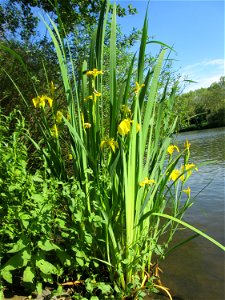 Sumpf-Schwertlilie (Iris pseudacorus) an der Saar in Saarbrücken