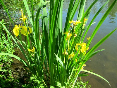 Sumpf-Schwertlilie (Iris pseudacorus) an der Saar in Saarbrücken