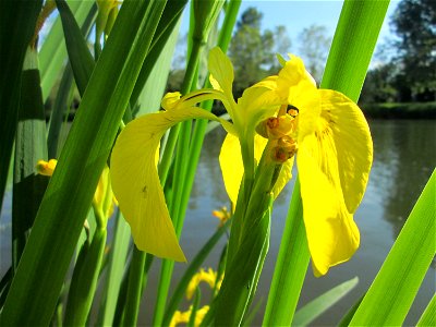 Sumpf-Schwertlilie (Iris pseudacorus) an der Saar in Saarbrücken photo