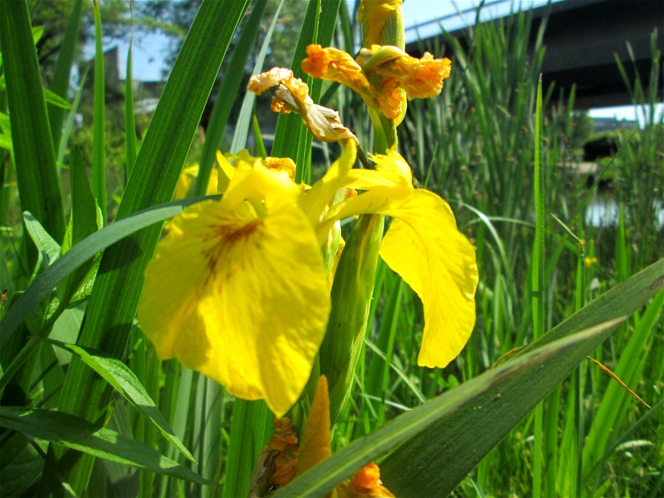 Sumpf-Schwertlilie (Iris pseudacorus) im Bürgerpark Saarbrücken
