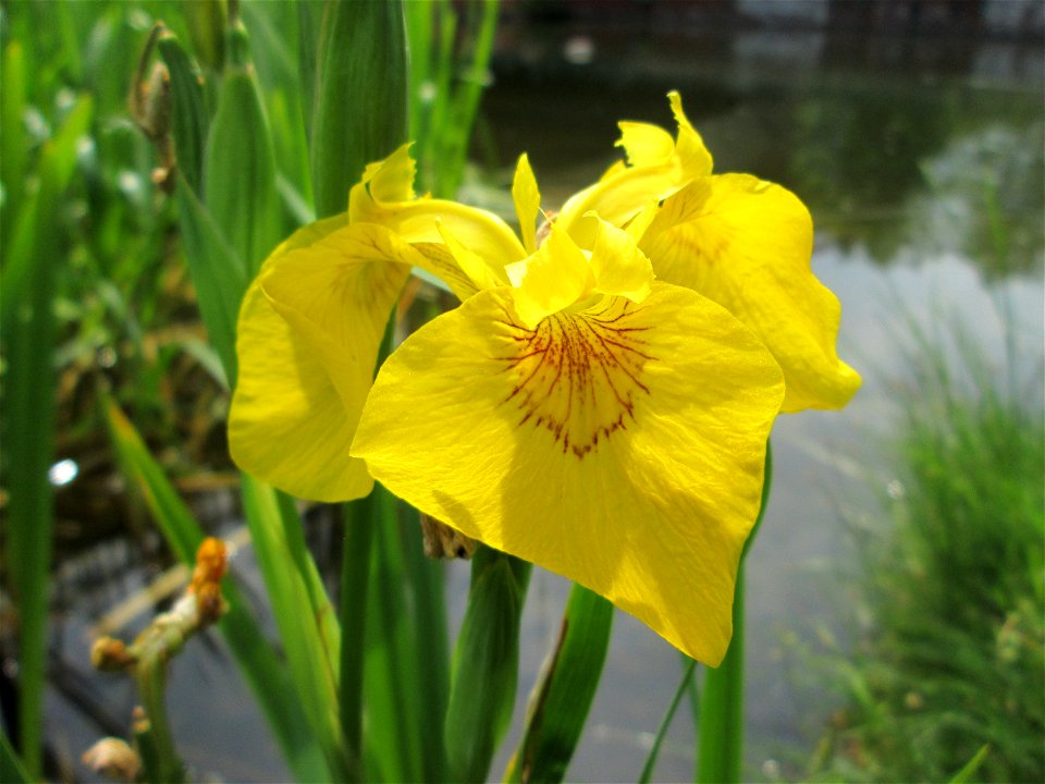 Sumpf-Schwertlilie (Iris pseudacorus) im Bürgerpark Saarbrücken