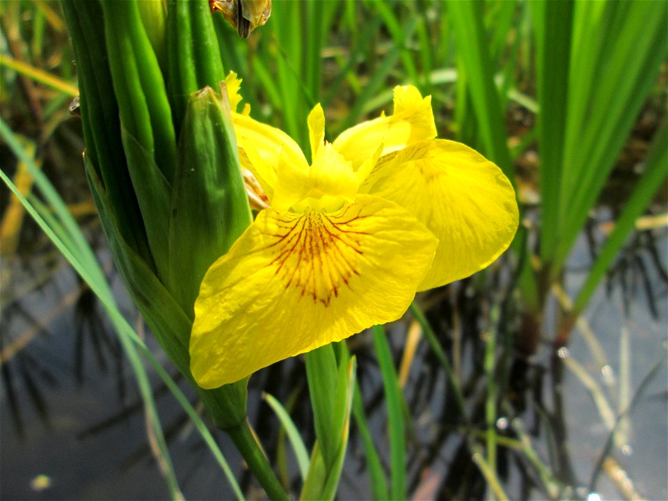 Sumpf-Schwertlilie (Iris pseudacorus) im Bürgerpark Saarbrücken