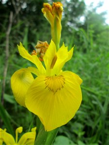 Sumpf-Schwertlilie (Iris pseudacorus) im Naturschutzgebiet „St. Arnualer Wiesen“ photo