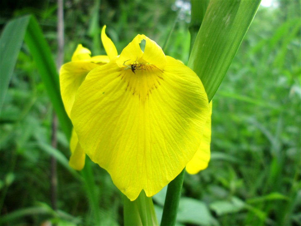 Sumpf-Schwertlilie (Iris pseudacorus) im Naturschutzgebiet „St. Arnualer Wiesen“