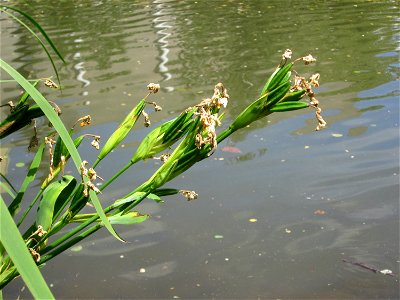 Sumpf-Schwertlilie (Iris pseudacorus) an der Saar in Sankt Arnual