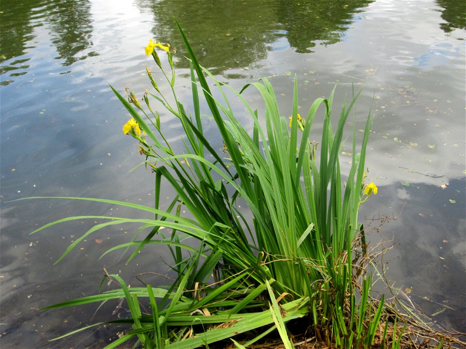 Sumpf-Schwertlilie (Iris pseudacorus) an der Saar in Sankt Arnual