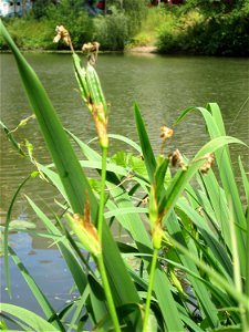 Sumpf-Schwertlilie (Iris pseudacorus) an der Saar in Sankt Arnual