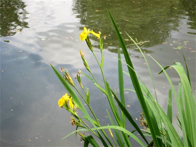 Sumpf-Schwertlilie (Iris pseudacorus) an der Saar in Sankt Arnual