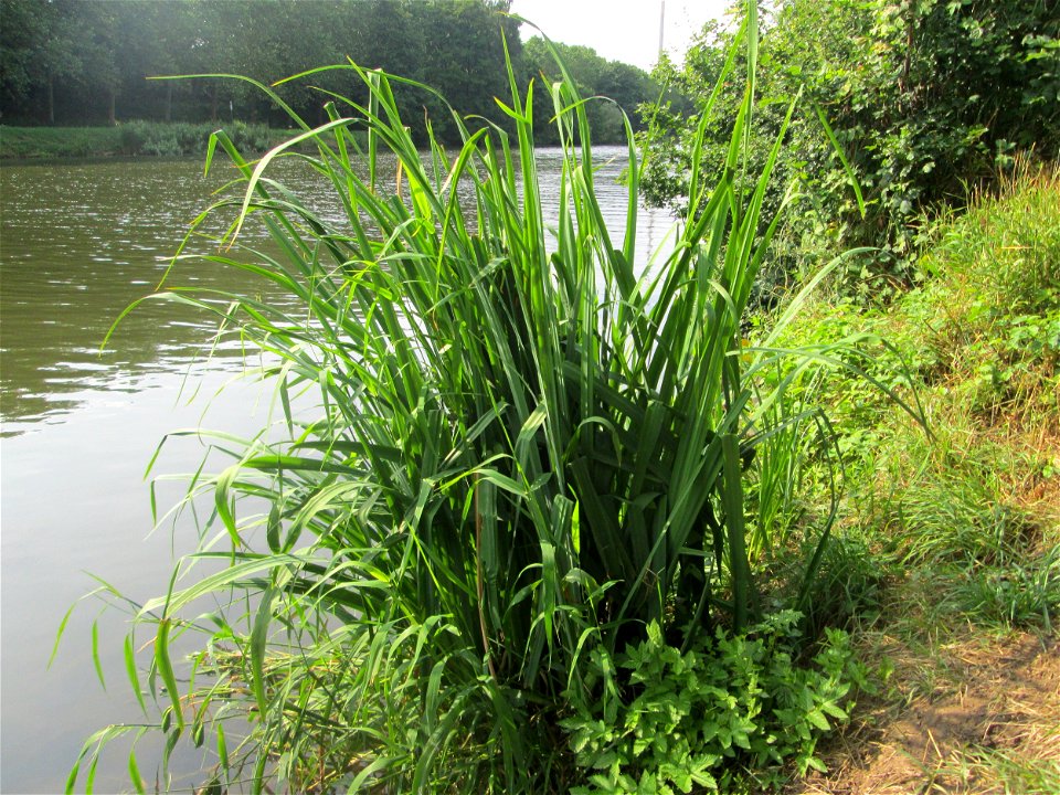 Sumpf-Schwertlilie (Iris pseudacorus) an der Saar im Naturschutzgebiet "St. Arnualer Wiesen"