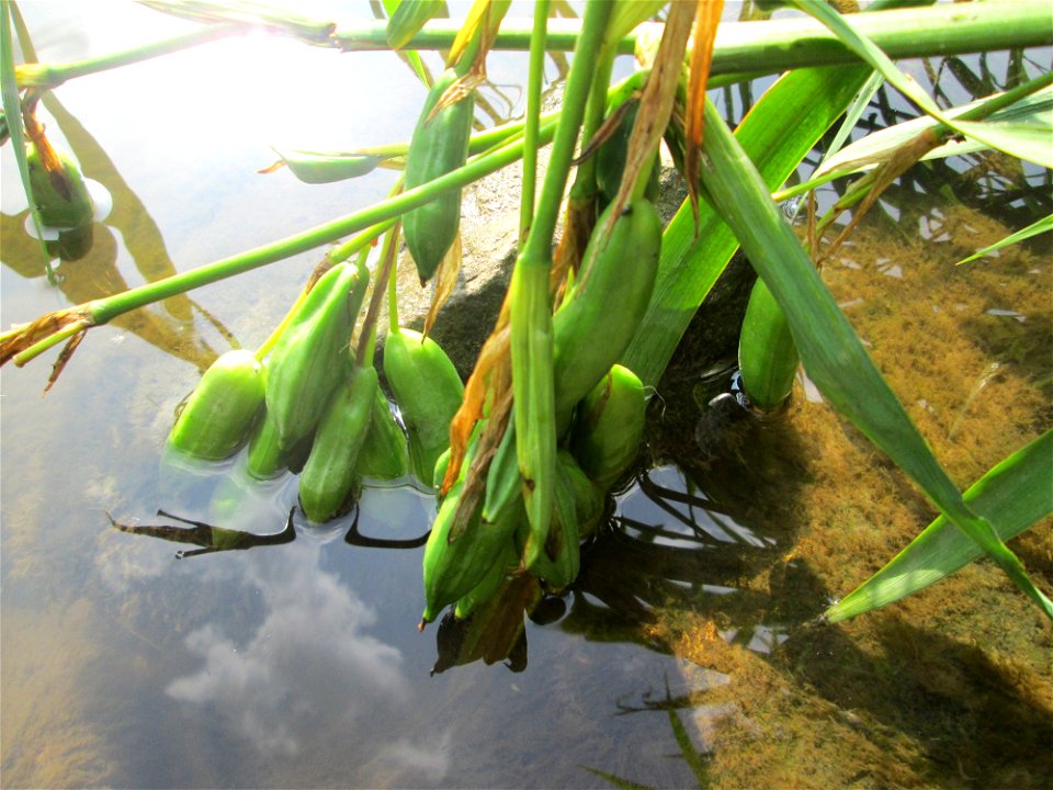 Sumpf-Schwertlilie (Iris pseudacorus) an der Saar im Naturschutzgebiet "St. Arnualer Wiesen"