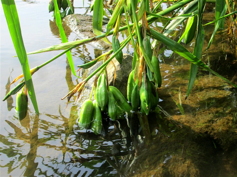 Sumpf-Schwertlilie (Iris pseudacorus) an der Saar im Naturschutzgebiet "St. Arnualer Wiesen"