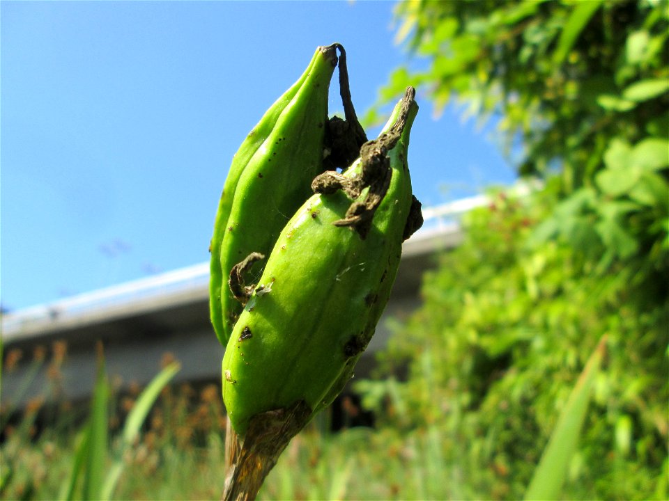 Frucht der Sumpf-Schwertlilie (Iris pseudacorus) im Bürgerpark Saarbrücken