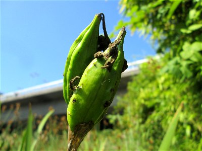 Frucht der Sumpf-Schwertlilie (Iris pseudacorus) im Bürgerpark Saarbrücken