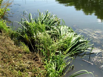 Sumpf-Schwertlilie (Iris pseudacorus) an der Saar in Malstatt