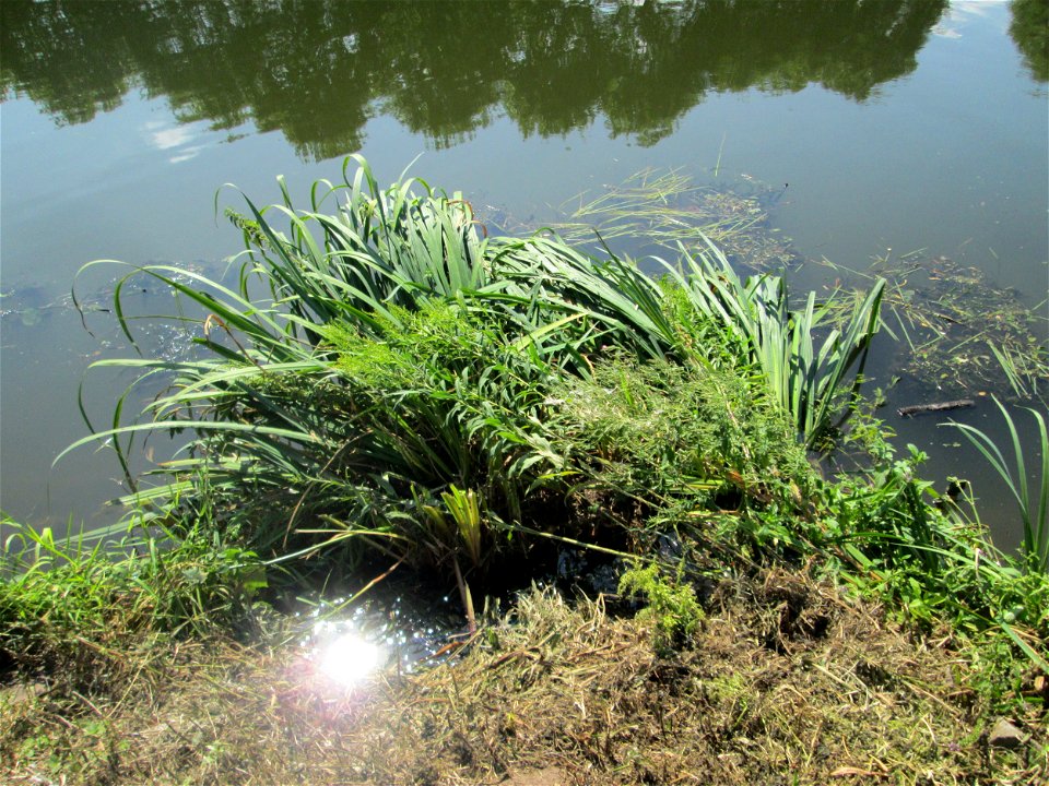 Sumpf-Schwertlilie (Iris pseudacorus) an der Saar in Malstatt