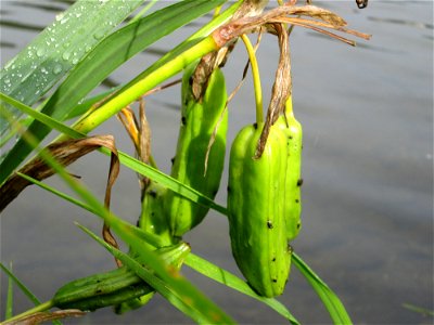 Sumpf-Schwertlilie (Iris pseudacorus) an der Mosel in Alf