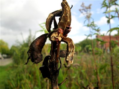 Frucht der Sumpf-Schwertlilie (Iris pseudacorus) im Bürgerpark Saarbrücken