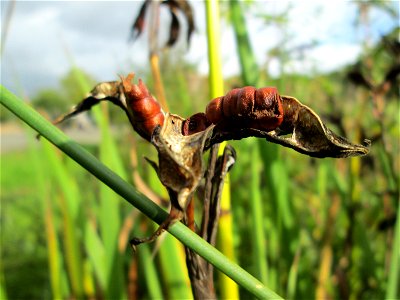 Frucht der Sumpf-Schwertlilie (Iris pseudacorus) im Bürgerpark Saarbrücken
