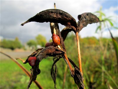 Frucht der Sumpf-Schwertlilie (Iris pseudacorus) im Bürgerpark Saarbrücken