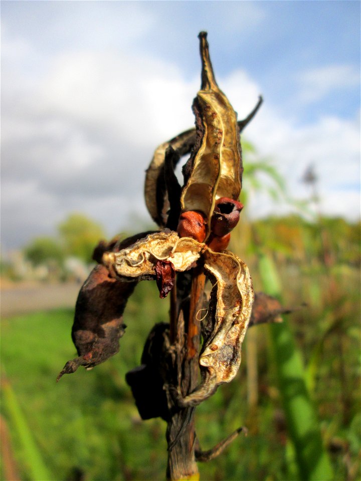 Frucht der Sumpf-Schwertlilie (Iris pseudacorus) im Bürgerpark Saarbrücken
