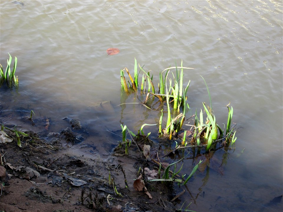 Sumpf-Schwertlilie (Iris pseudacorus) an der Saar in Saarbrücken