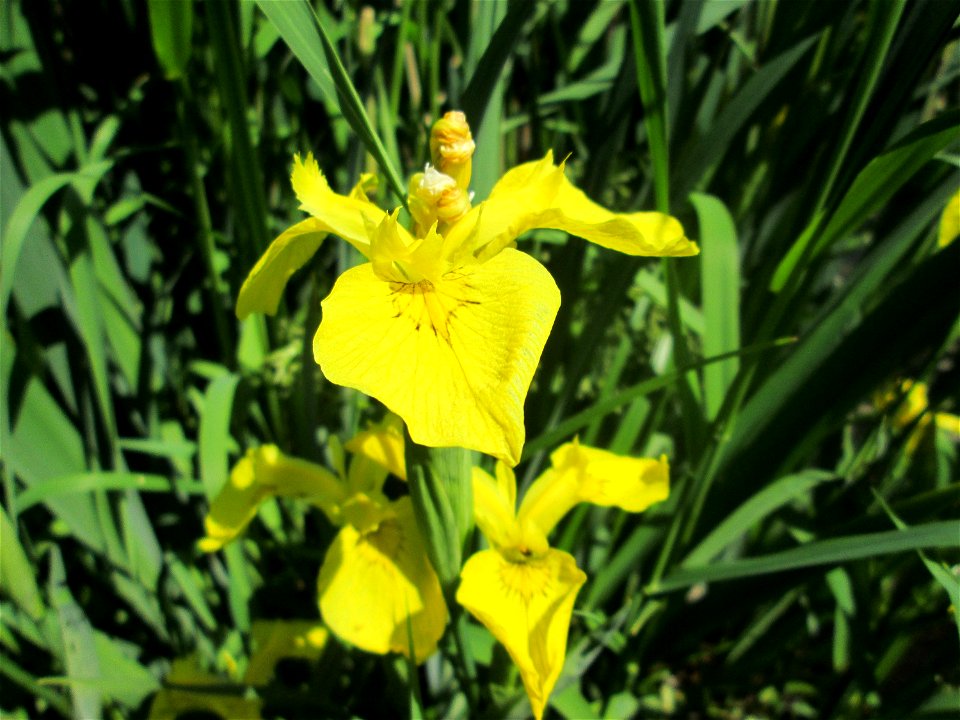 Sumpf-Schwertlilie (Iris pseudacorus) am Waldweiher bei Burbach