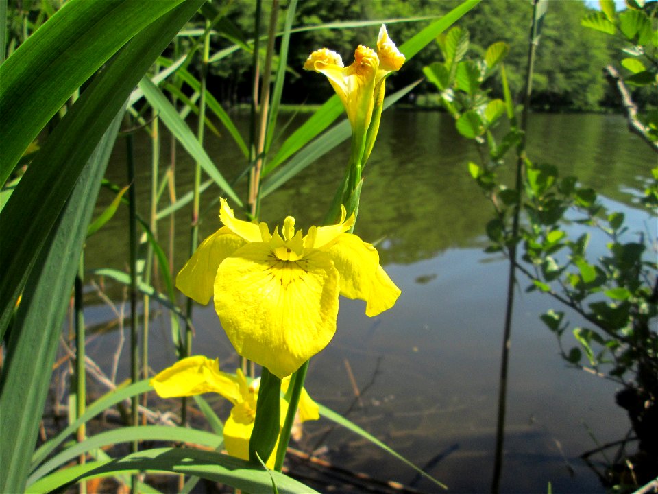 Sumpf-Schwertlilie (Iris pseudacorus) am Waldweiher bei Burbach